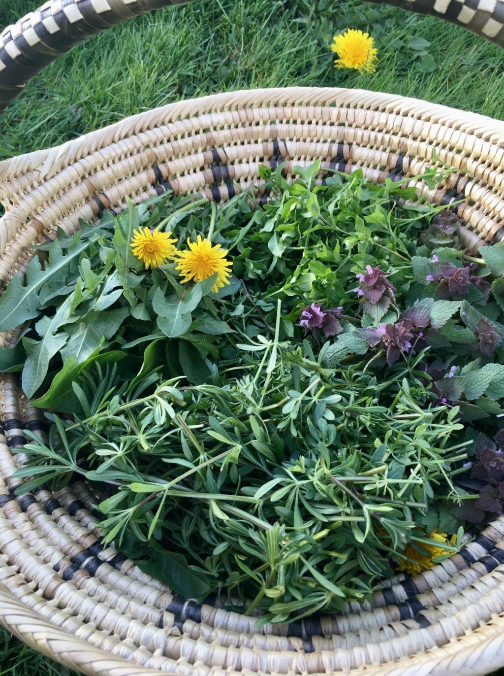 Wild & Weedy Spring Greens&nbsp;Class